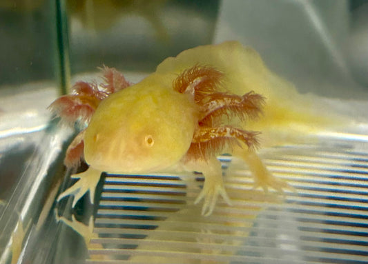 Axolotls GFP Golden Albino Axolotls 5-6+"